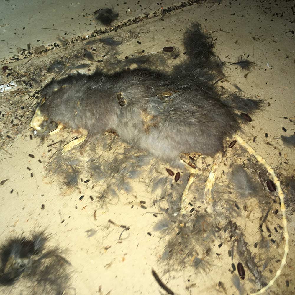 image of dead rodent found during home inspection