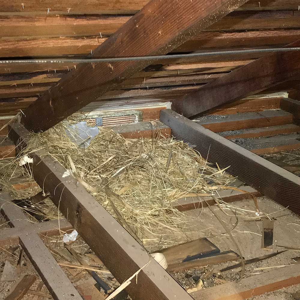 image of attic space during home inspection